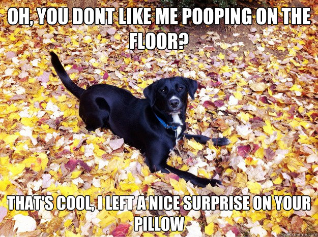 Oh, You dont like me pooping on the floor? That's cool, i left a nice surprise on your pillow   Guilt Giving Good Dog