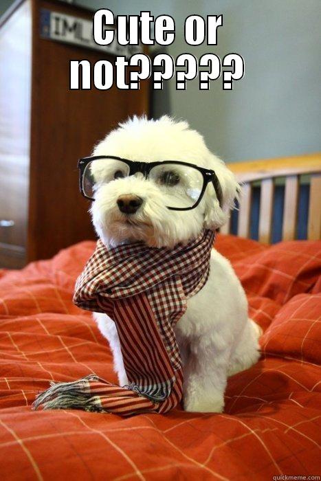 CUTE OR NOT?????  Hipster Dog