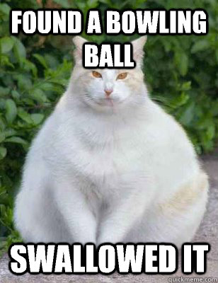 Found a bowling ball Swallowed it - Found a bowling ball Swallowed it  Fat Cat