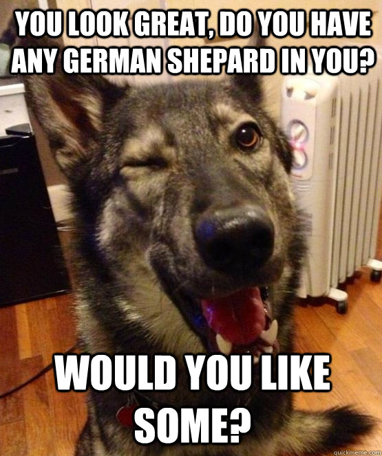 You look great, do you have any German Shepard in you? Would you like some?   Pickup Pup