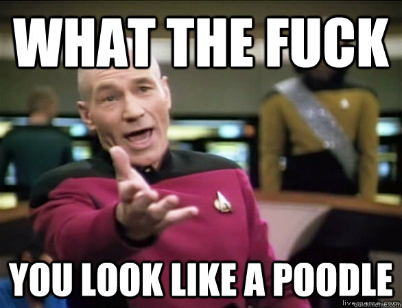 what the fuck you look like a poodle  Annoyed Picard HD