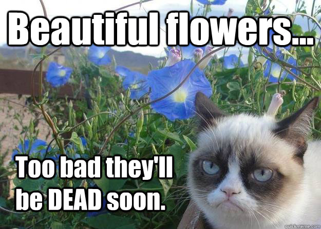Beautiful flowers... Too bad they'll be DEAD soon.  Cheer up grumpy cat