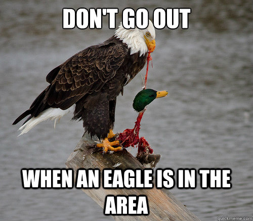 Don't go out When an eagle is in the area - Don't go out When an eagle is in the area  actual actual advice mallard