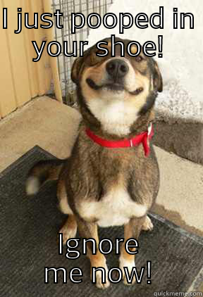 I JUST POOPED IN YOUR SHOE! IGNORE ME NOW! Good Dog Greg