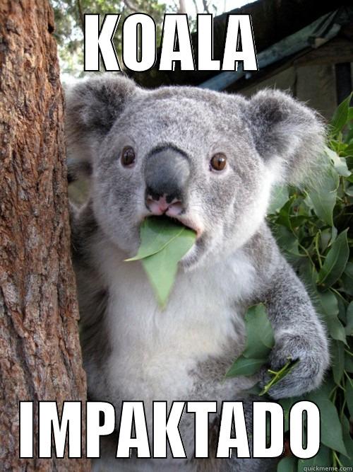 KOALA IMPAKTADO koala bear