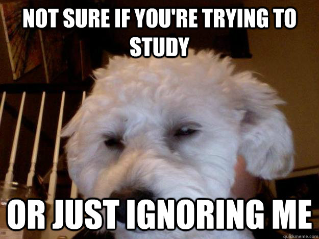 Not sure if you're trying to study Or just ignoring me - Not sure if you're trying to study Or just ignoring me  Confused Dog