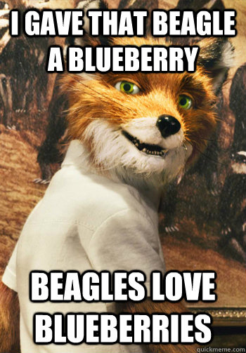 i gave that beagle a blueberry beagles love blueberries - i gave that beagle a blueberry beagles love blueberries  Fantastic Mr. Fox