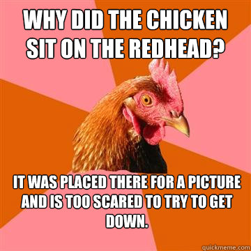 Why did the chicken sit on the Redhead? It was placed there for a picture and is too scared to try to get down. - Why did the chicken sit on the Redhead? It was placed there for a picture and is too scared to try to get down.  Anti-Joke Chicken