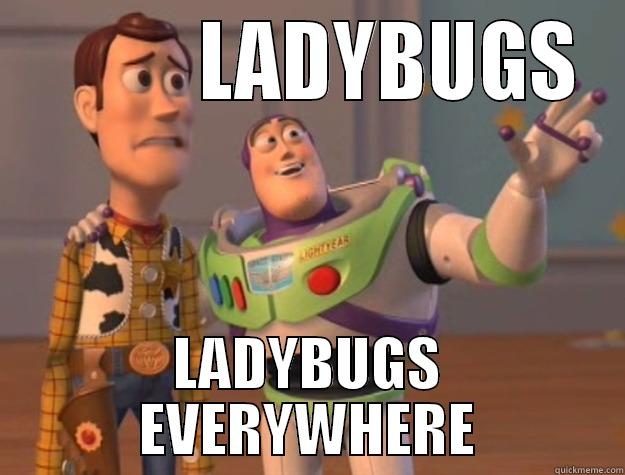           LADYBUGS LADYBUGS EVERYWHERE Toy Story