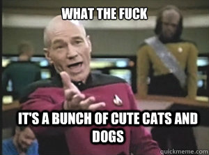WHAT the fuck It's a bunch of cute cats and dogs  Annoyed Picard