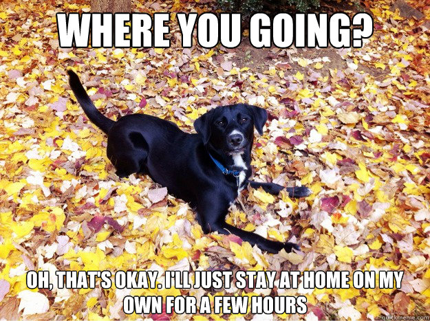 Where you going? Oh, that's okay. I'll just stay at home on my own for a few hours  Guilt Giving Good Dog