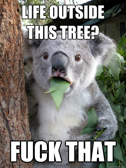 life outside 
this tree? fuck that  koala bear