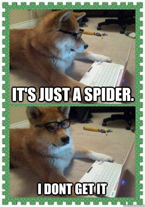 It's just a spider.  I dont get it - It's just a spider.  I dont get it  I dont get it dog