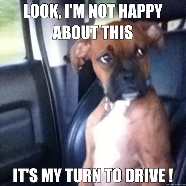 LOOK, I'M NOT HAPPY ABOUT THIS IT'S MY TURN TO DRIVE !  Boxer dog