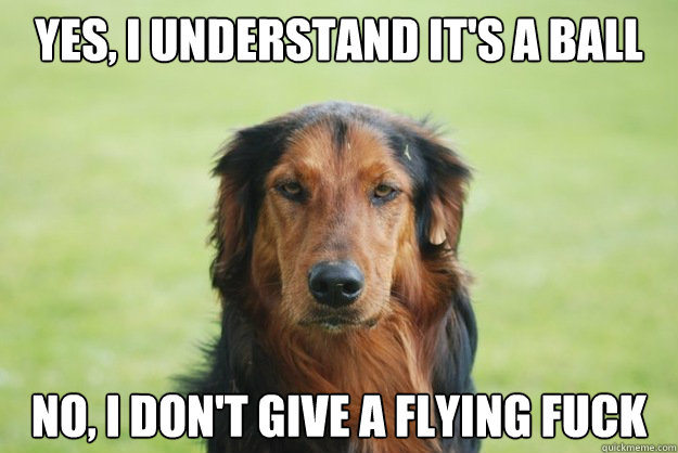 Yes, i understand it's a ball no, i don't give a flying fuck  Careless Canine
