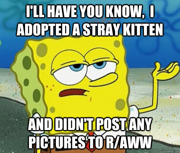 I'll have you know,  I adopted a stray kitten and didn't post any pictures to r/aww - I'll have you know,  I adopted a stray kitten and didn't post any pictures to r/aww  Tough Spongebob