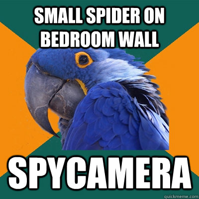Small spider on bedroom wall Spycamera  Paranoid Parrot