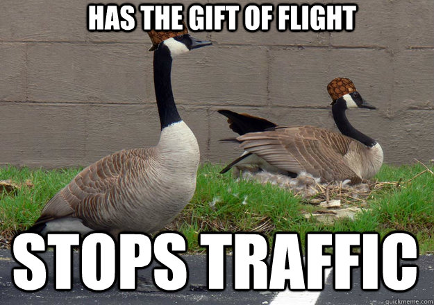 Has the gift of flight Stops traffic  Scumbag Geese