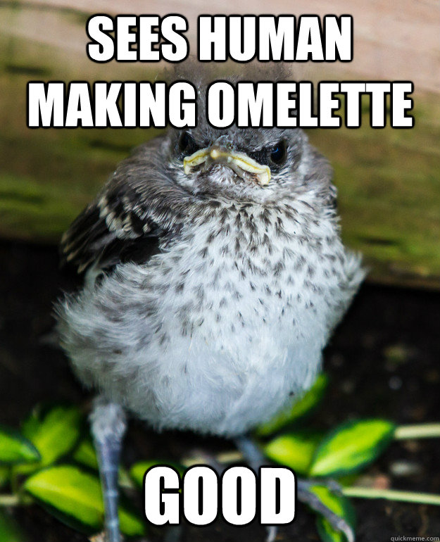 Sees human making omelette Good - Sees human making omelette Good  Grumpy Bird