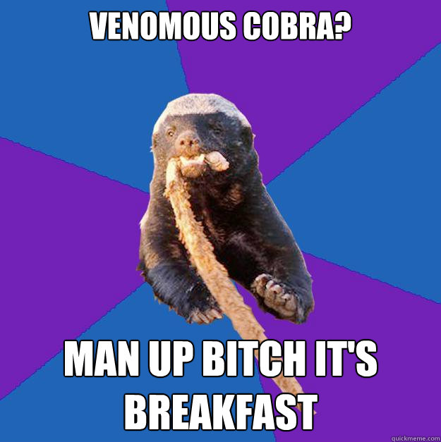 venomous cobra? man up bitch it's breakfast - venomous cobra? man up bitch it's breakfast  Honey Badger Dont Care