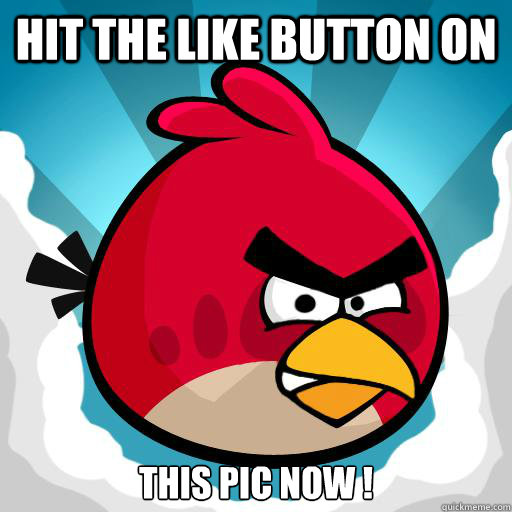 Hit The Like Button On  This Pic NOW !  - Hit The Like Button On  This Pic NOW !   Overreactive Angry Bird
