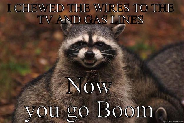 I CHEWED THE WIRES TO THE TV AND GAS LINES NOW YOU GO BOOM Evil Plotting Raccoon