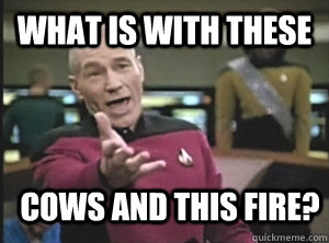 What is with these cows and this fire?  Annoyed Picard