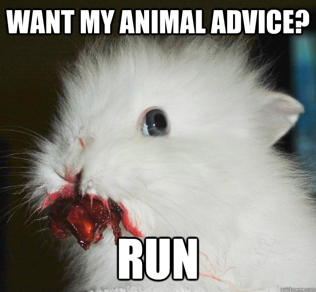 Want my animal advice? RUN - Want my animal advice? RUN  rage rabbit