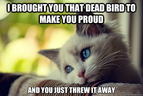 I brought you that dead bird to make you proud and you just threw it away  First World Problems Cat
