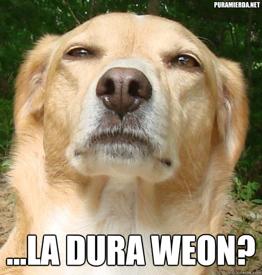 puramierda.net ...la dura weon?  Perro Serio