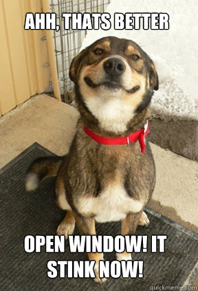 Ahh, thats better Open window! it stink now!  Good Dog Greg