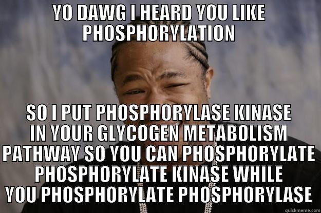 yo biochem - YO DAWG I HEARD YOU LIKE PHOSPHORYLATION SO I PUT PHOSPHORYLASE KINASE IN YOUR GLYCOGEN METABOLISM PATHWAY SO YOU CAN PHOSPHORYLATE PHOSPHORYLATE KINASE WHILE YOU PHOSPHORYLATE PHOSPHORYLASE Xzibit meme