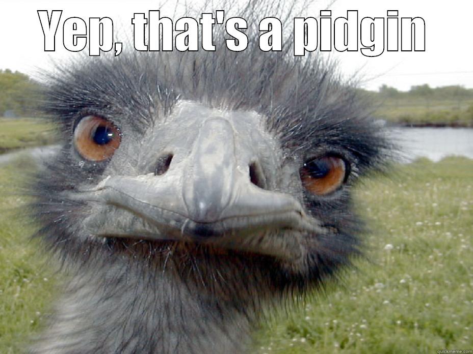 YEP, THAT'S A PIDGIN  Misc