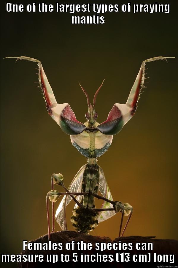 Devil’s Flower Mantis Idolomantis Diabolica - ONE OF THE LARGEST TYPES OF PRAYING MANTIS FEMALES OF THE SPECIES CAN MEASURE UP TO 5 INCHES (13 CM) LONG Misc