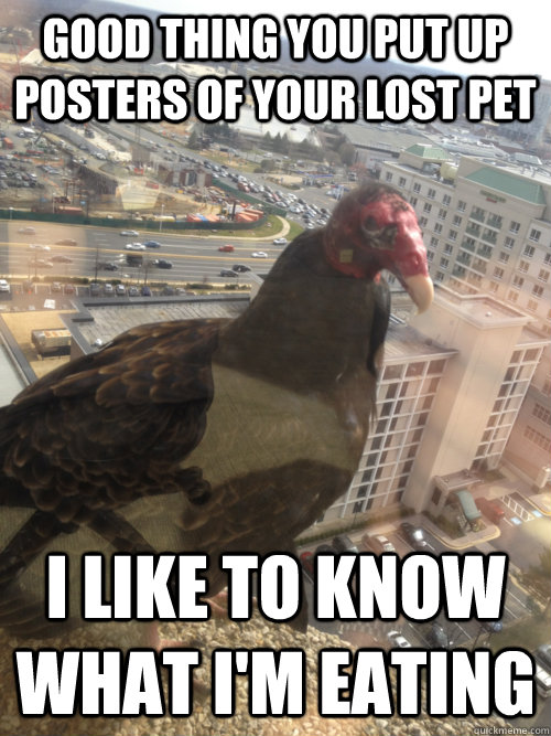 Good thing you put up posters of your lost pet I like to know what I'm eating  Turkey vulture