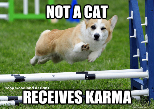 not a cat receives karma - not a cat receives karma  Ridiculously Photogenic Dog