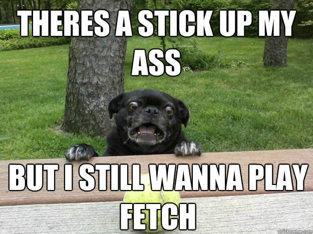 theres a stick up my ass but i still wanna play fetch  Berks Dog