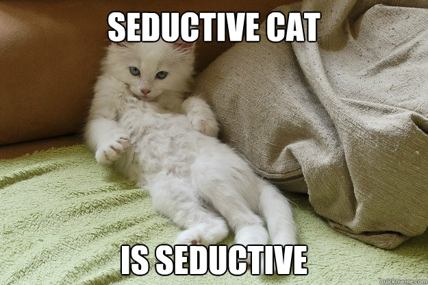 seductive cat is seductive  