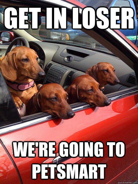 Get in loser We're going to petsmart - Get in loser We're going to petsmart  doxie mea ngirls