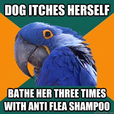 Dog itches herself bathe her three times with anti flea shampoo  Paranoid Parrot