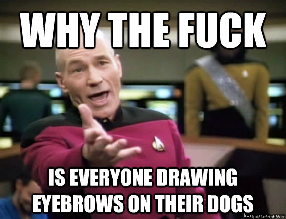 why the fuck Is everyone drawing eyebrows on their dogs  Annoyed Picard HD