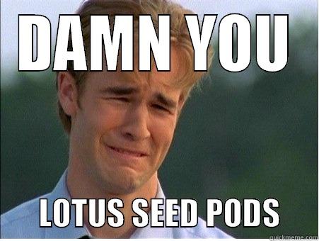 DAMN YOU        LOTUS SEED PODS      1990s Problems