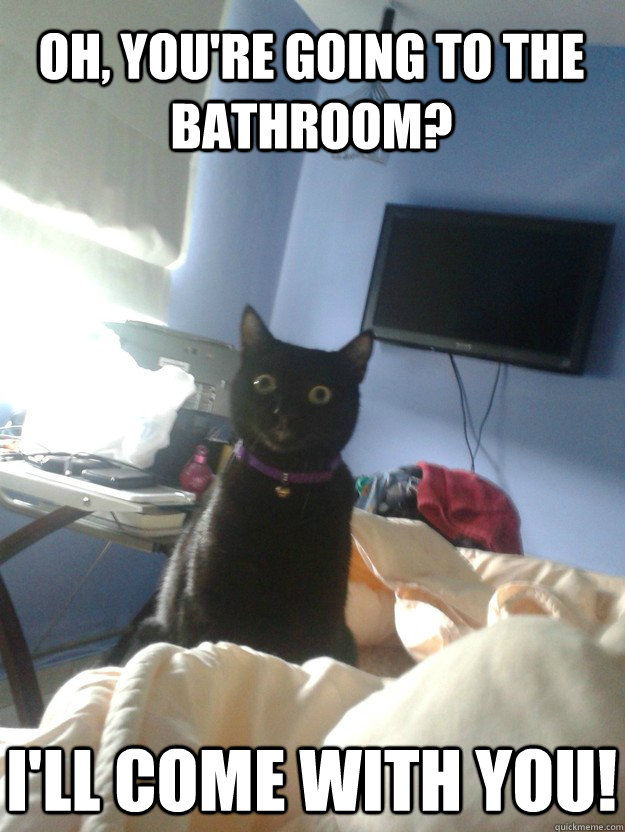 Oh, You're Going to the bathroom? I'll come with you! - Oh, You're Going to the bathroom? I'll come with you!  overly attached cat
