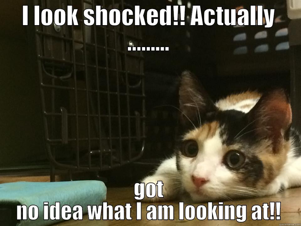 Shocked Cat - I LOOK SHOCKED!! ACTUALLY ......... GOT NO IDEA WHAT I AM LOOKING AT!! Misc