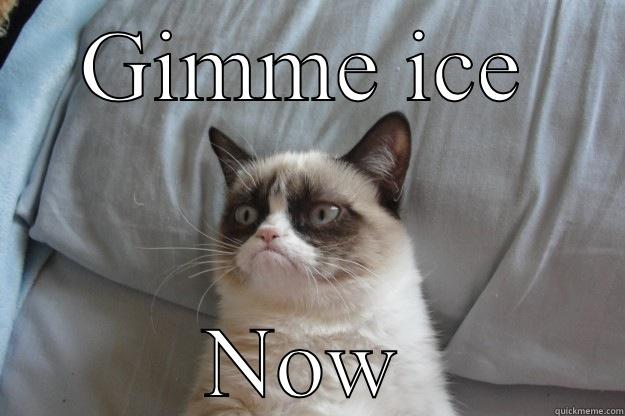 GIMME ICE NOW Grumpy Cat