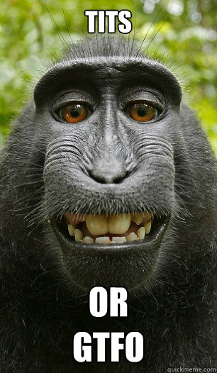 tits or
GTFO  Mindful Macaque