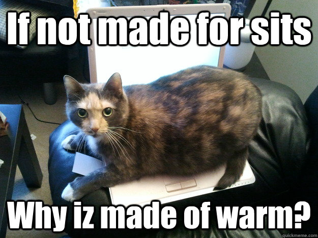 If not made for sits Why iz made of warm? - If not made for sits Why iz made of warm?  Contemplative Cat