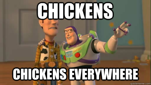 Chickens Chickens Everywhere  Everywhere