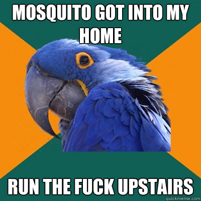 mosquito got into my home run the fuck upstairs  Paranoid Parrot