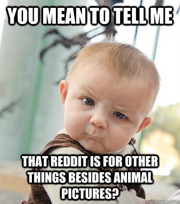 you mean to tell me that reddit is for other things besides animal pictures? - you mean to tell me that reddit is for other things besides animal pictures?  skeptical baby